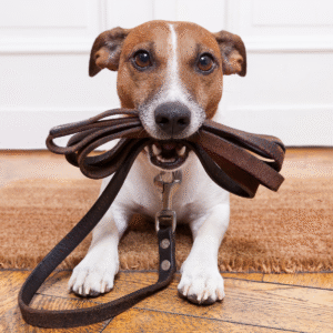 Akyra - Lamslong hapjes