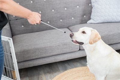 366044_09-1 Trixie dog activity target stick aanwijsstok assorti – 14-65 cm